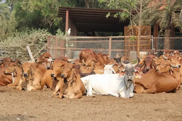Gau Seva at the Goshala