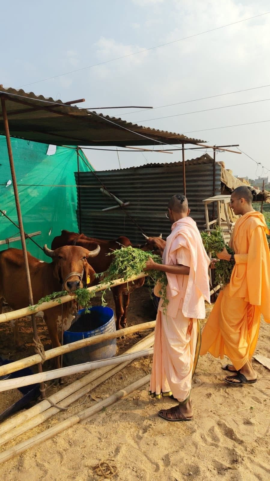 Monks Feeding Cows
